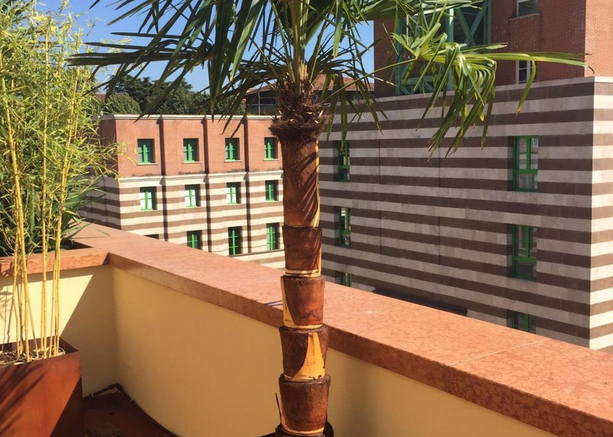 Trachycarpus fortunei con tronco pulito in vaso Cor-Ten