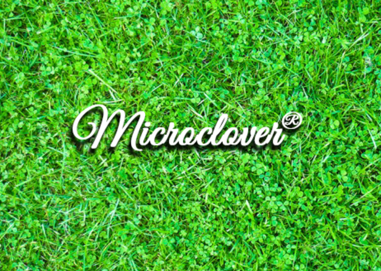 I nostri prati a rotoli: Microclover®