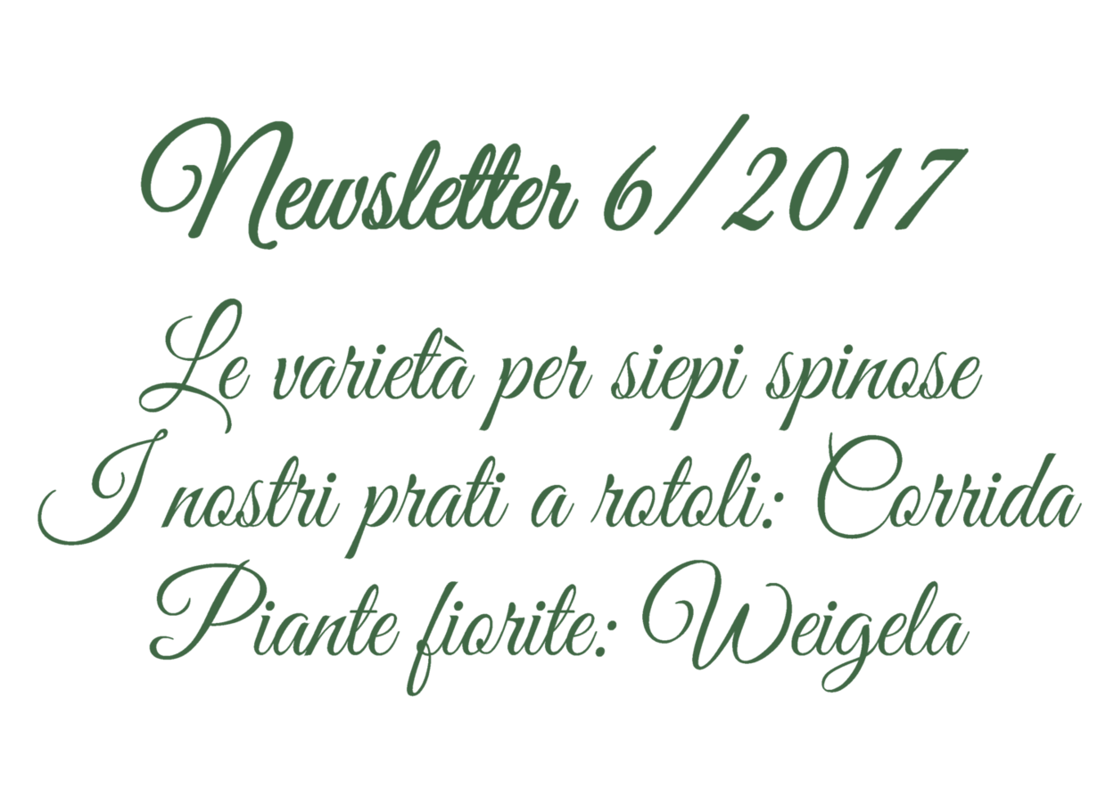 Newsletter 6/2017 - Le varietà per siepi spinose, I nostri prato a rotoli - Corrida, Piante fiorite: la Weigela