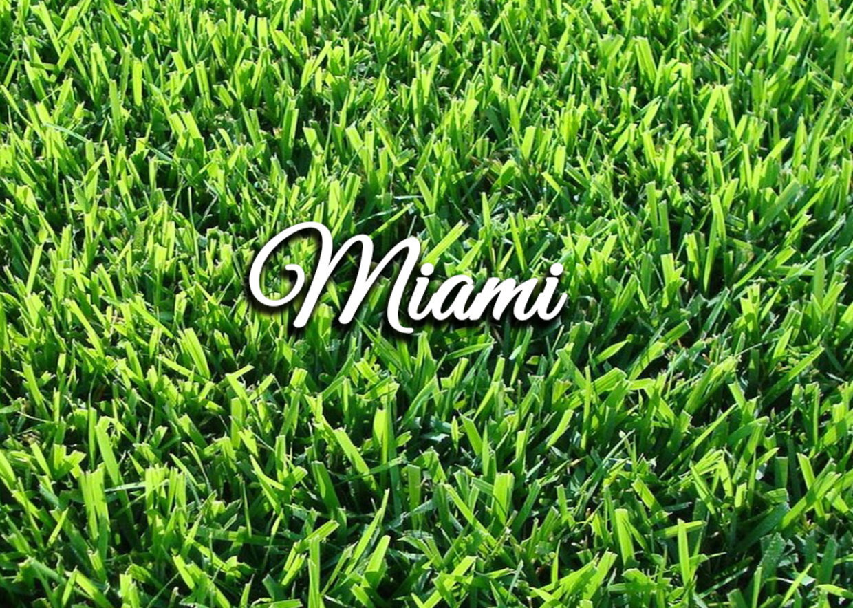I nostri prati a rotoli: Miami